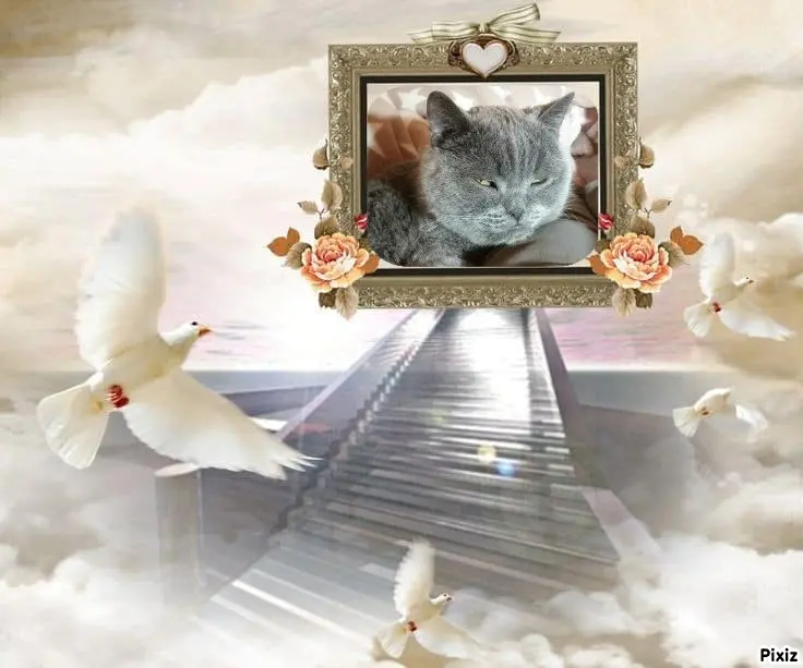 Condolence image of Tanja mit Timmy im Herzen 