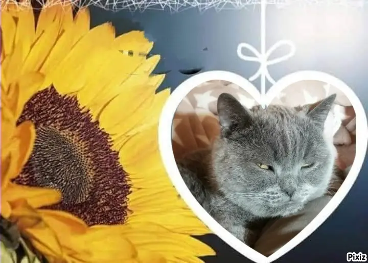Condolence image of Tanja mit Timmy im Herzen 