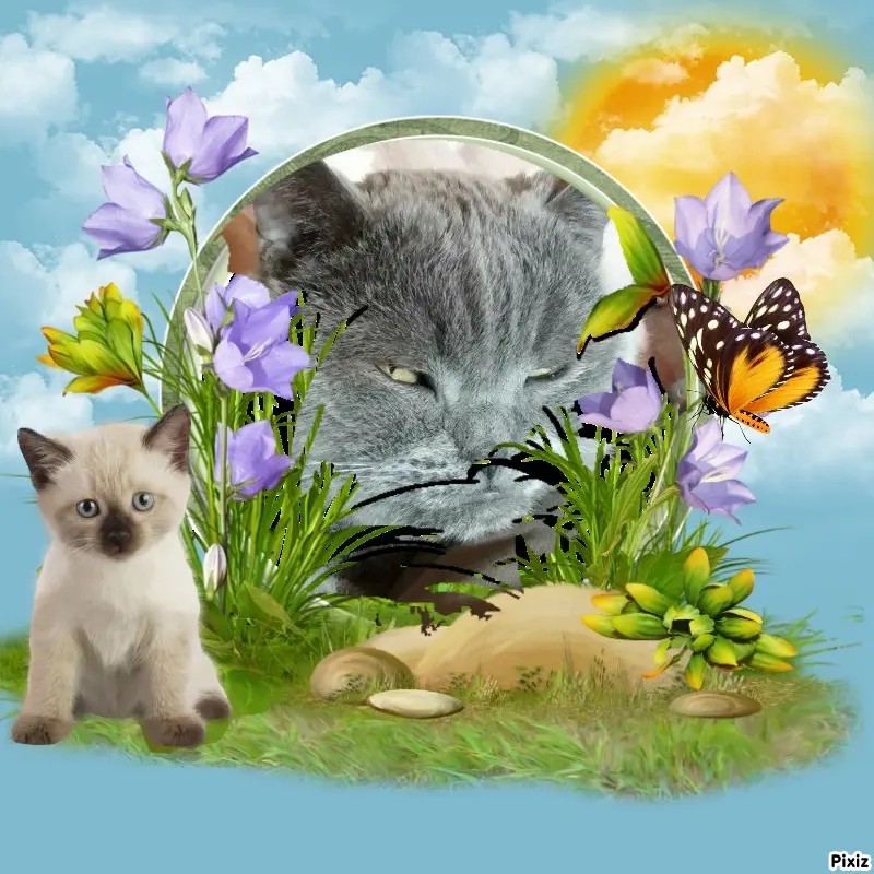 Condolence image of Tanja mit Timmy im Herzen