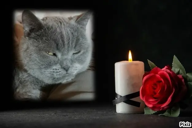 Condolence image of Tanja mit Timmy im Herzen