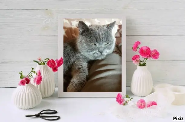 Condolence image of Tanja mit Timmy im Herzen