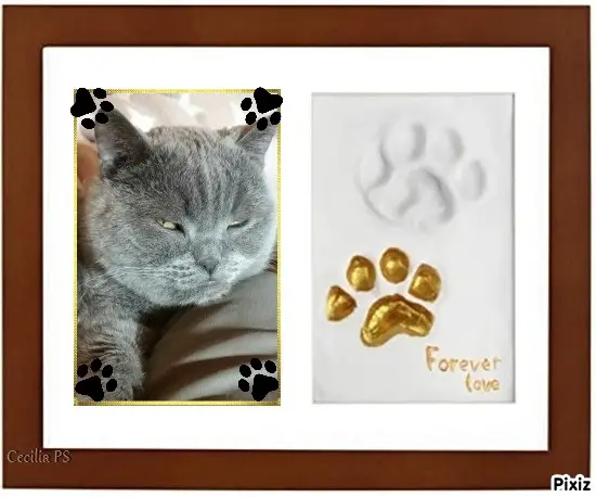 Condolence image of Tanja mit Timmy im Herzen