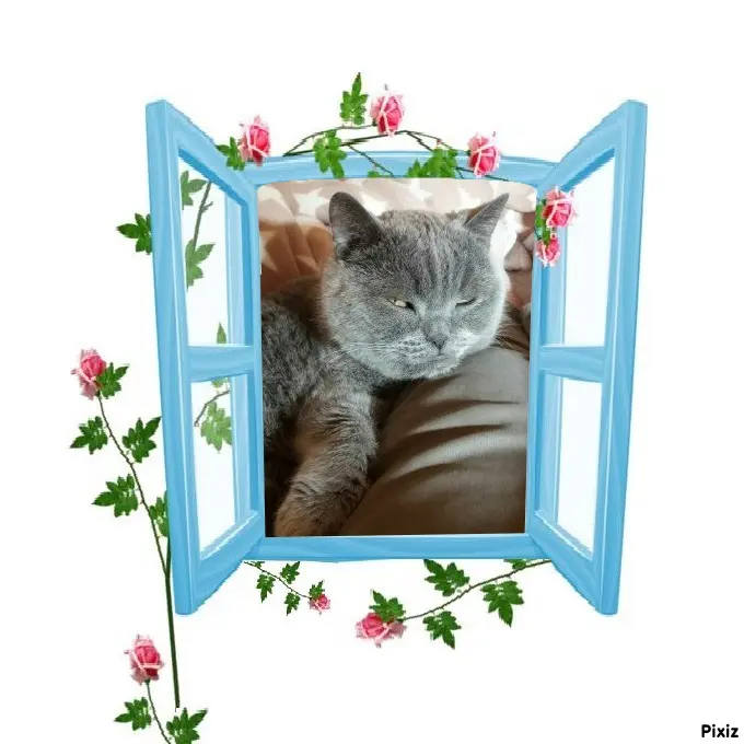 Condolence image of Tanja mit Timmy im Herzen