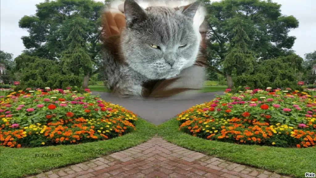 Condolence image of Tanja mit Timmy im Herzen