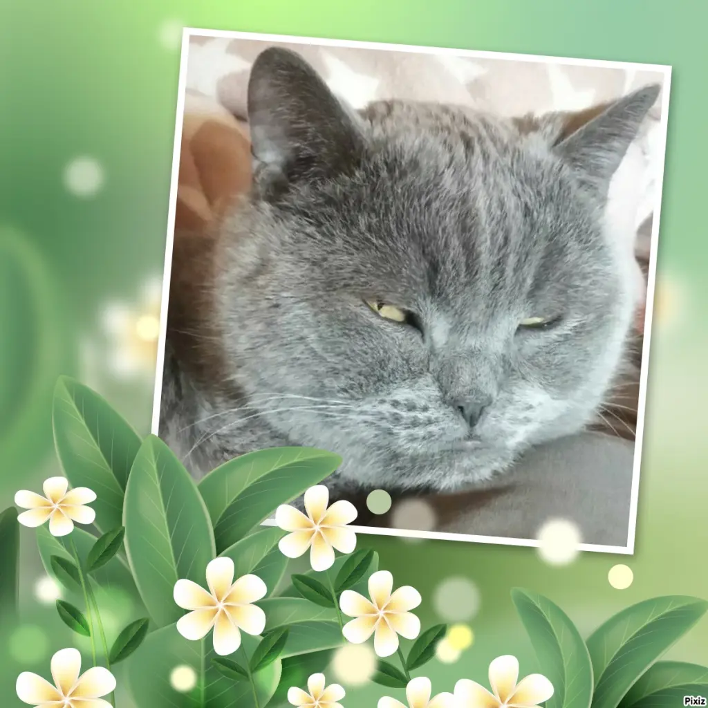 Condolence image of Tanja mit Timmy im Herzen