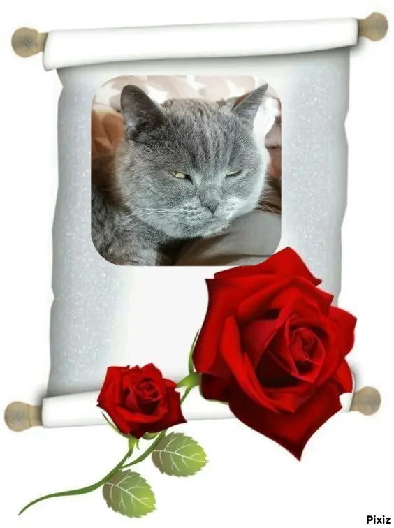 Condolence image of Tanja mit Timmy im Herzen