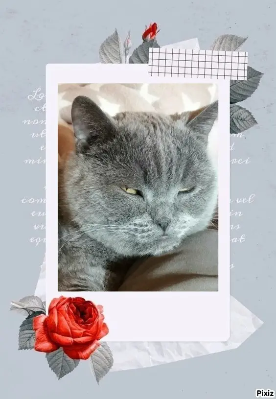 Condolence image of Tanja mit Timmy im Herzen