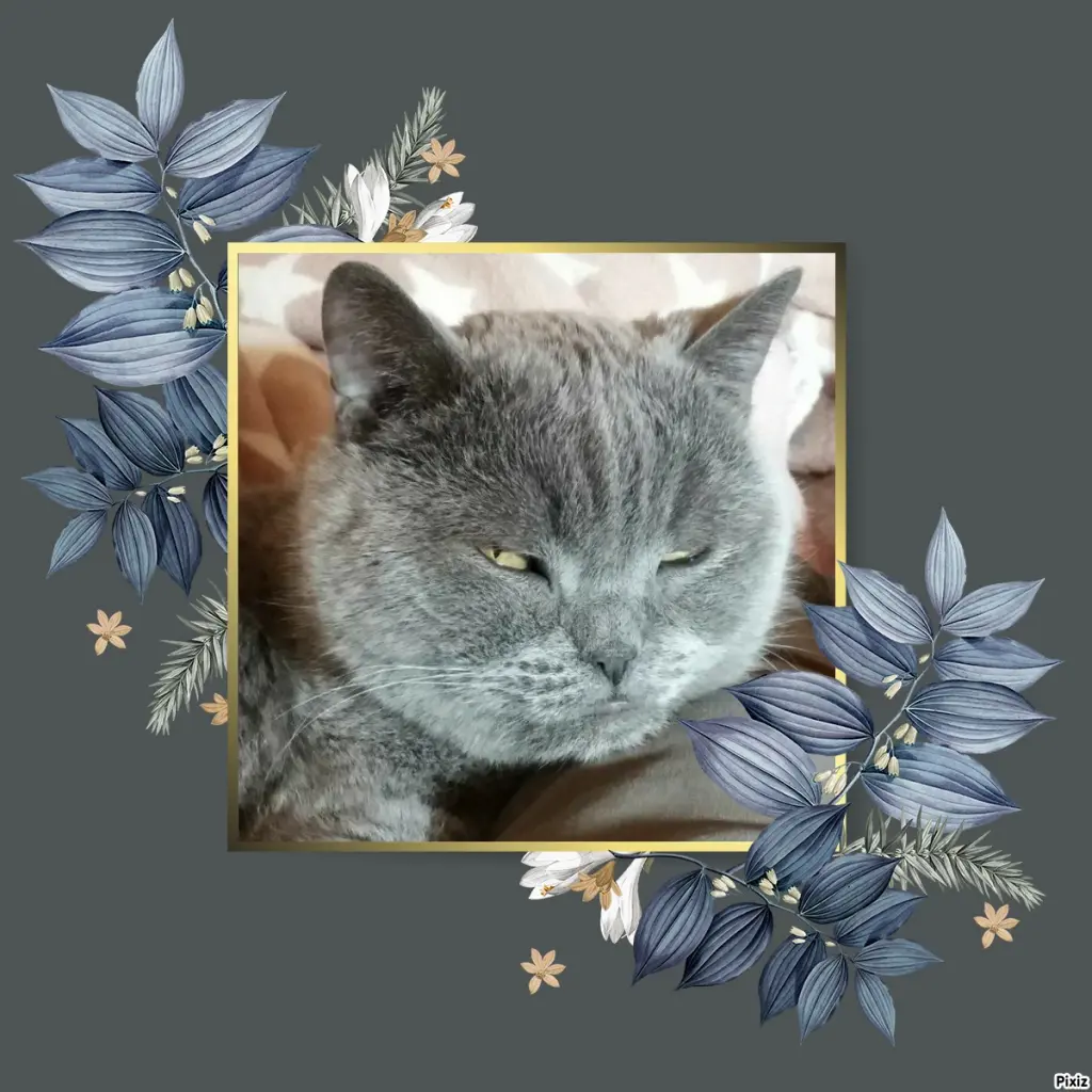 Condolence image of Tanja mit Timmy im Herzen