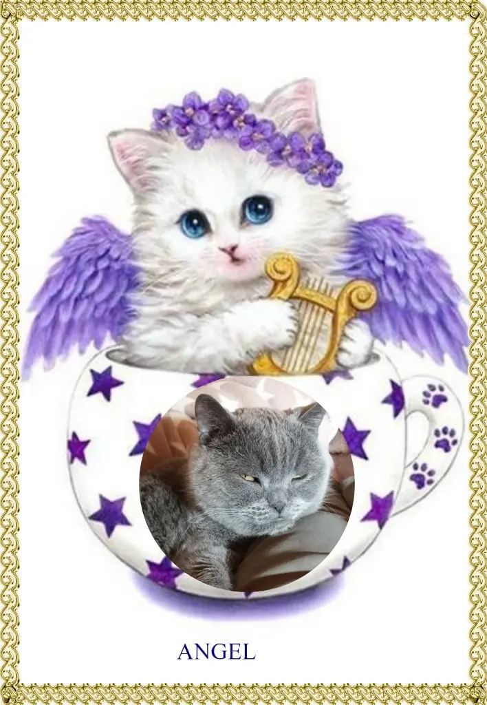 Condolence image of 3. Sternchen❤️❤️❤️Gedenktag❤️❤️❤️