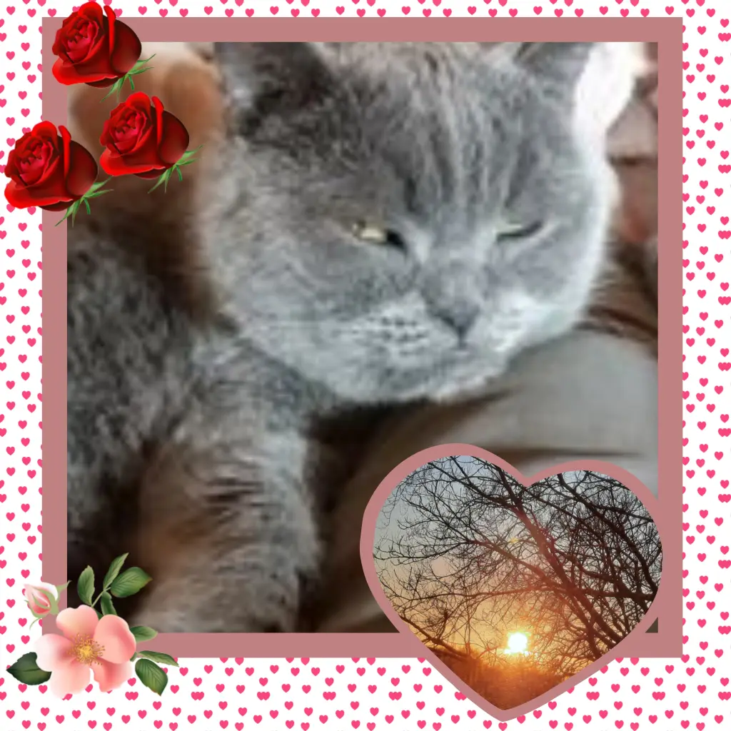 Condolence image of ❤️Eike und Edeltraud mit unseren Sternchen tief im Herzen ❤️ ❤️ ❤️ ❤️ ❤️ ❤️ ❤️