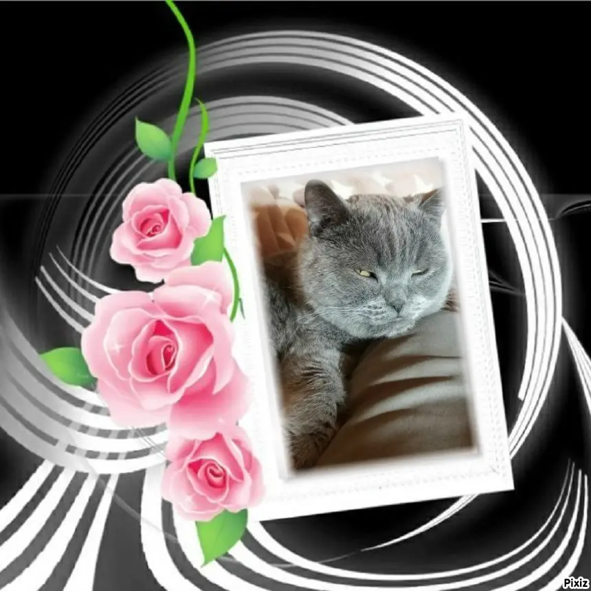 Condolence image of Tanja mit Timmy im Herzen