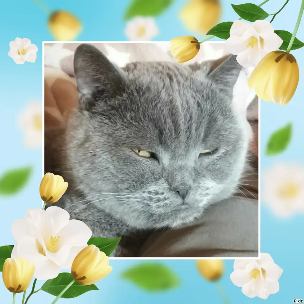 Condolence image of Tanja mit Timmy im Herzen