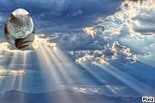 Condolence image of Tanja mit Timmy im Herzen
