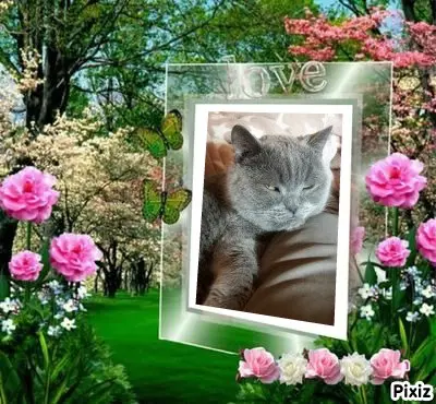 Condolence image of Tanja mit Timmy im Herzen