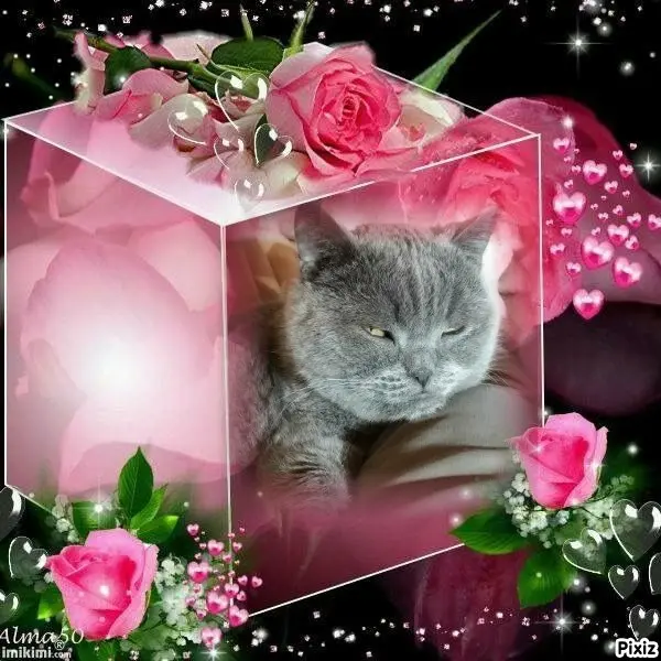 Condolence image of Tanja mit Timmy im Herzen
