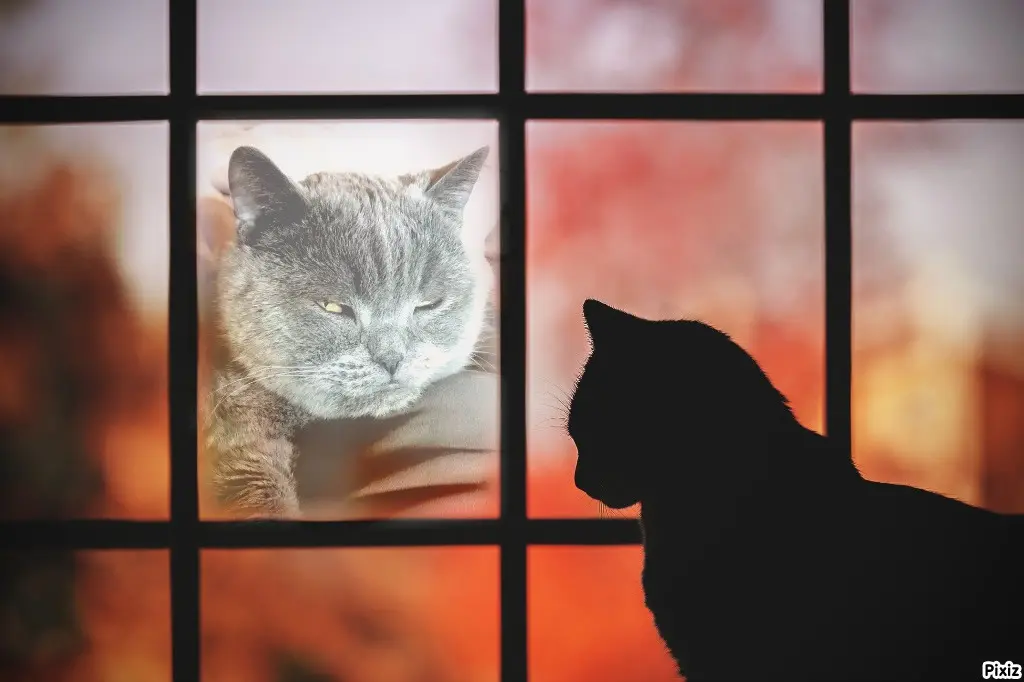 Condolence image of Tanja mit Timmy im Herzen