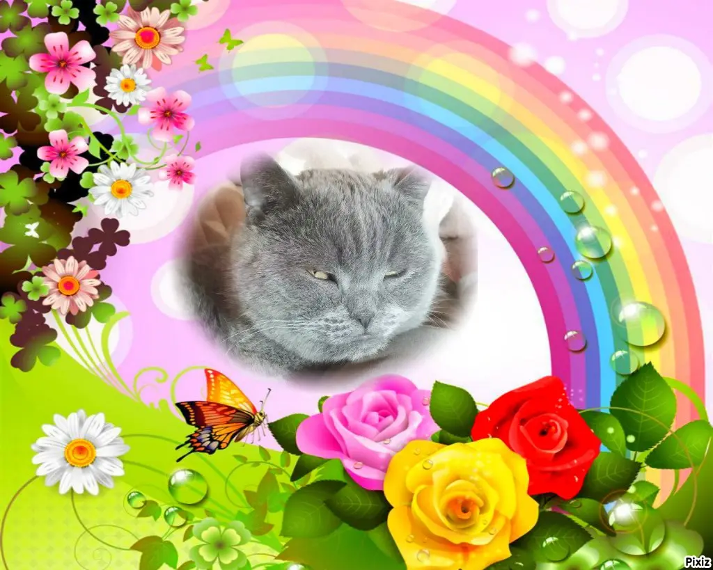 Condolence image of Tanja mit Timmy im Herzen 