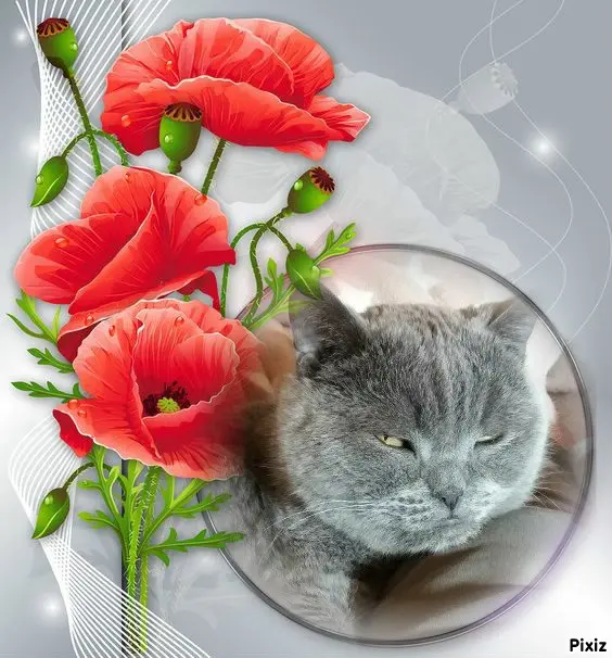 Condolence image of Tanja mit Timmy im Herzen 