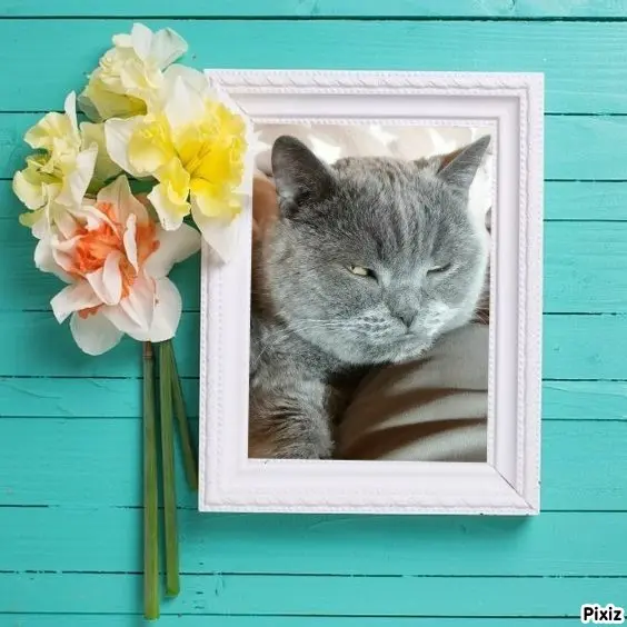 Condolence image of Tanja mit Timmy im Herzen 