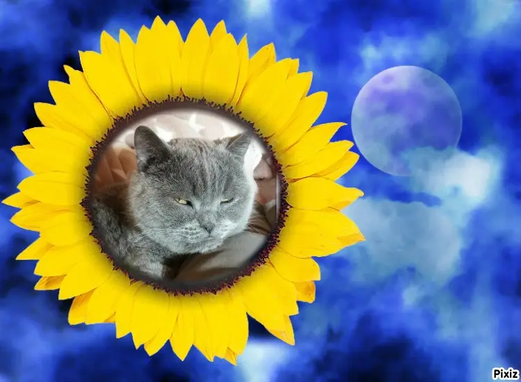 Condolence image of Tanja mit Timmy im Herzen 
