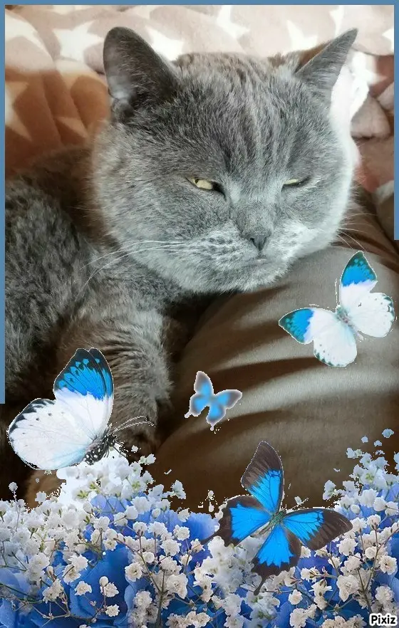 Condolence image of Tanja mit Timmy im Herzen