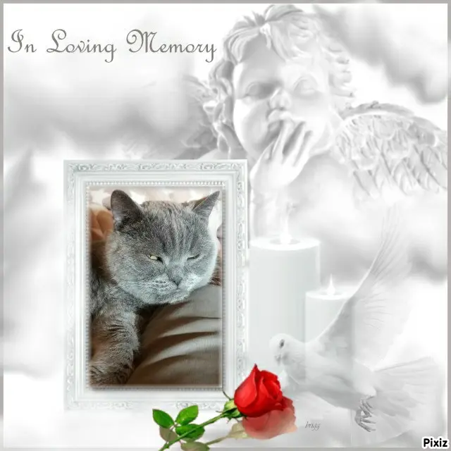 Condolence image of Tanja mit Timmy im Herzen
