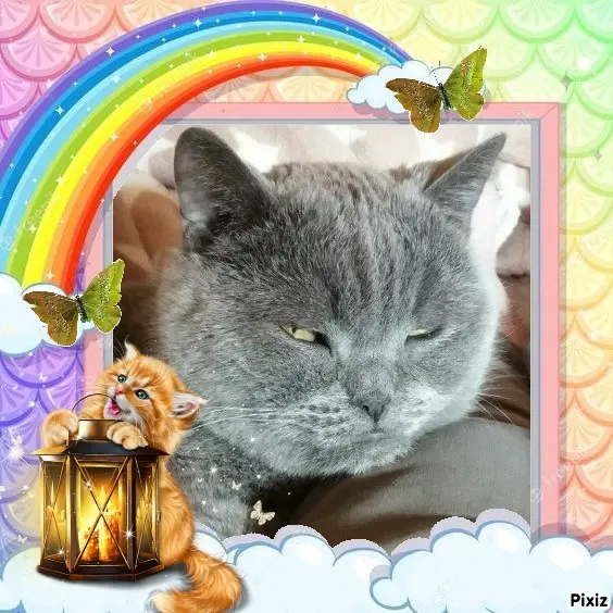 Condolence image of Tanja mit Timmy im Herzen
