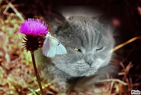 Condolence image of Tanja mit Timmy im Herzen