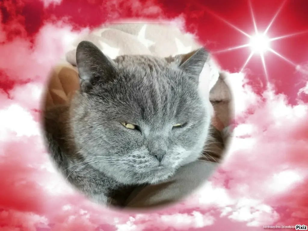 Condolence image of Tanja mit Timmy im Herzen