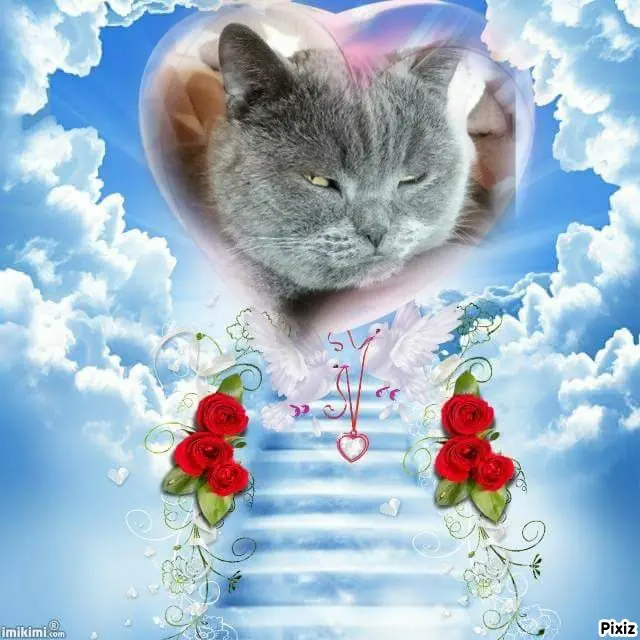 Condolence image of Tanja mit Timmy im Herzen