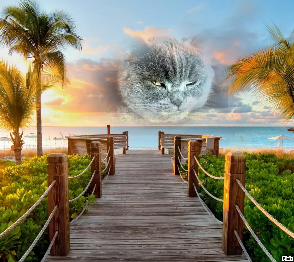 Condolence image of Tanja mit Timmy im Herzen