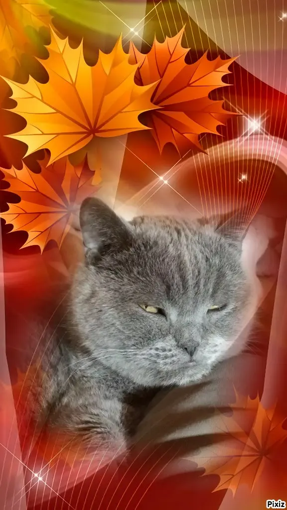 Condolence image of Tanja mit Timmy im Herzen