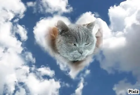 Condolence image of Tanja mit Timmy im Herzen