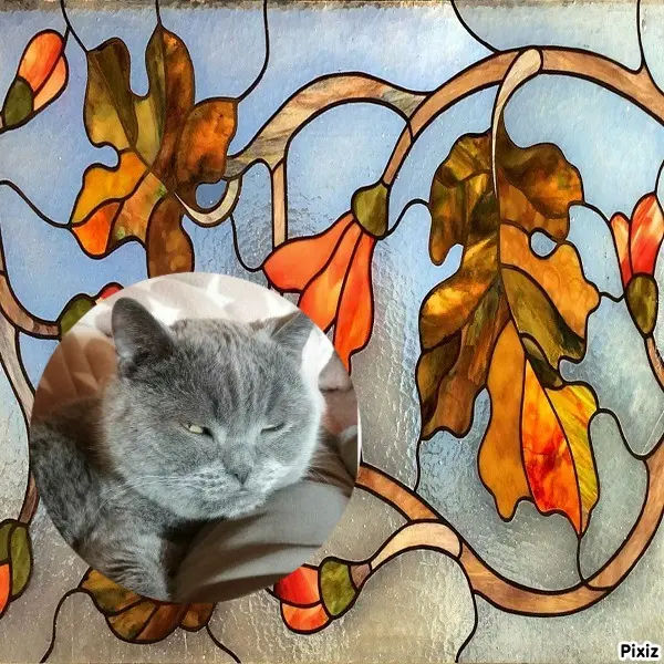 Condolence image of Tanja mit Timmy im Herzen