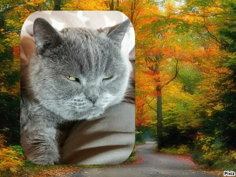 Condolence image of Tanja mit Timmy im Herzen