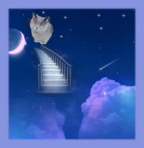 Condolence image of Frauchen☸ڿڰۣ❤️