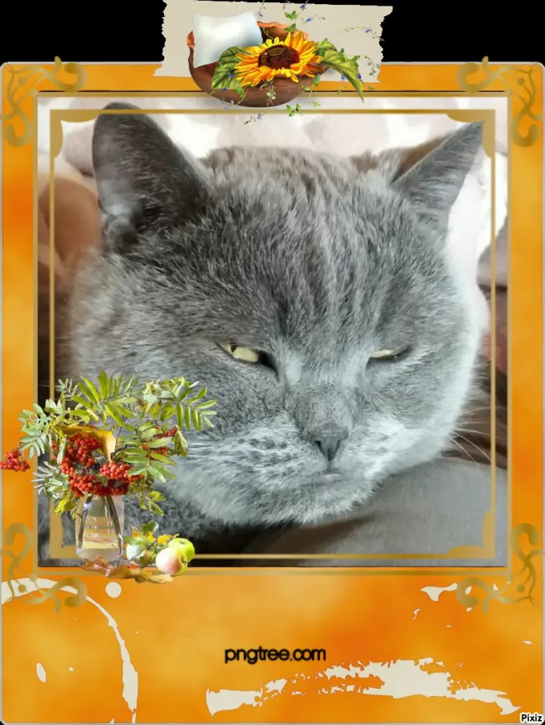 Condolence image of Tanja mit Timmy im Herzen