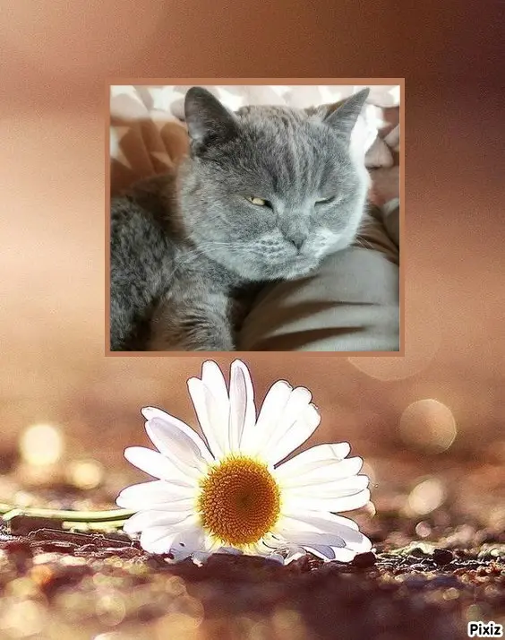 Condolence image of Tanja mit Timmy im Herzen