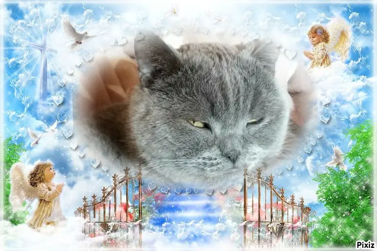 Condolence image of Tanja mit Timmy im Herzen