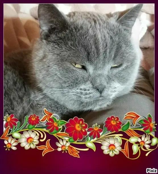 Condolence image of Tanja mit Timmy im Herzen 