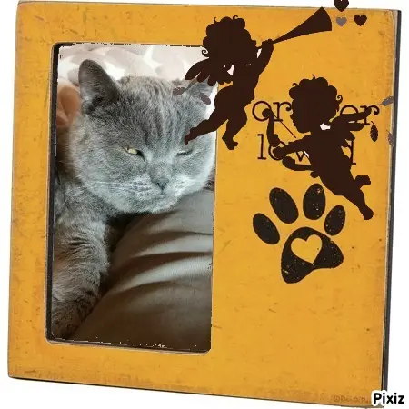 Condolence image of Tanja mit Timmy im Herzen 