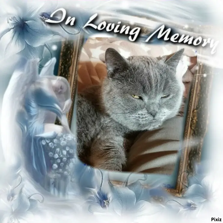 Condolence image of Tanja mit Timmy im Herzen 