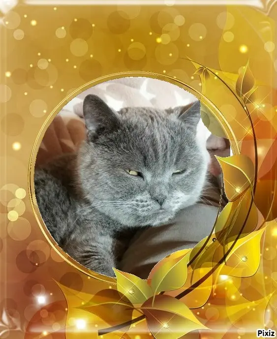 Condolence image of Tanja mit Timmy im Herzen