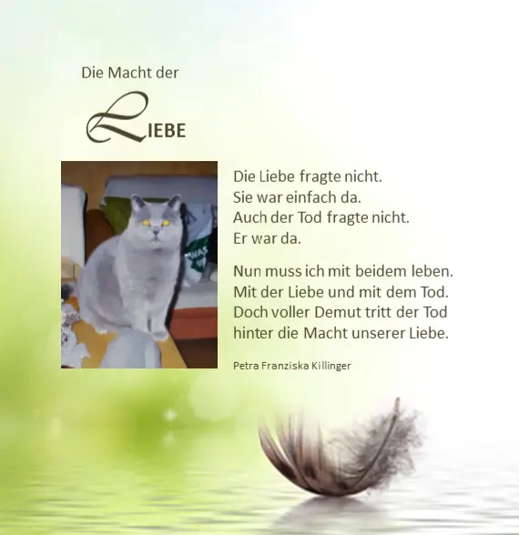 Condolence image of deiner Katzenmama ☸ڿڰۣ❤️