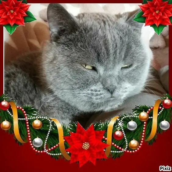 Condolence image of Tanja mit Timmy im Herzen