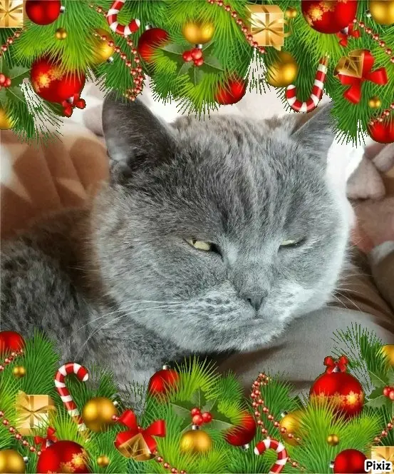 Condolence image of Tanja mit Timmy im Herzen