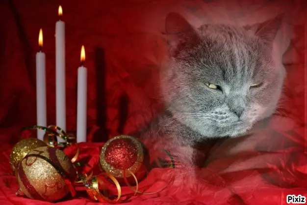 Condolence image of Tanja mit Timmy im Herzen