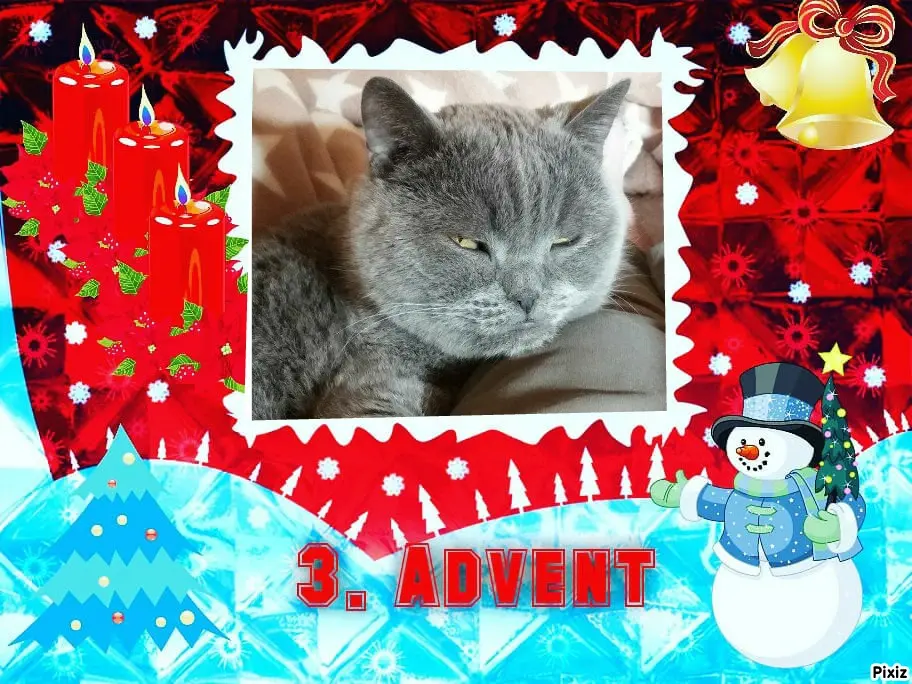 Condolence image of Tanja mit Timmy im Herzen