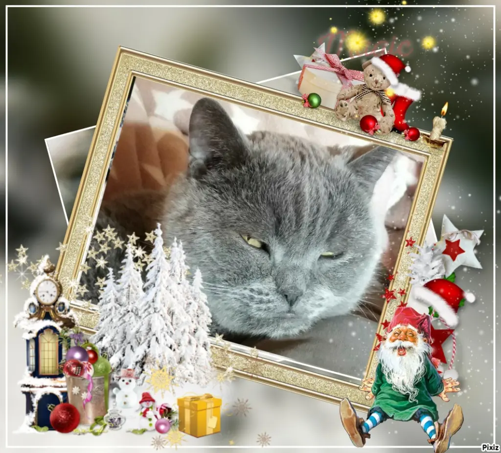 Condolence image of Tanja mit Timmy im Herzen