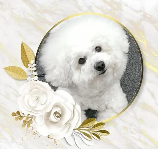 Condolence image of Dulce mit Nino im Herzen ♥